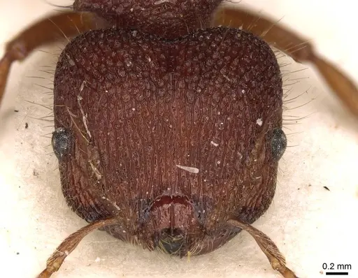Meranoplus diversus specimen CASENT0914054 image casent0914054_2