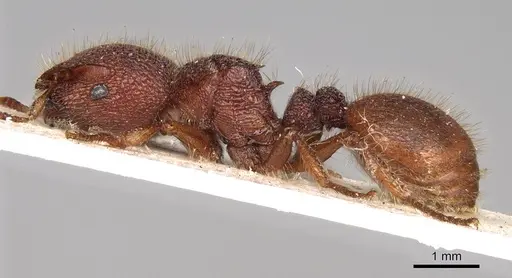 Meranoplus diversus specimen CASENT0914054 image casent0914054_3