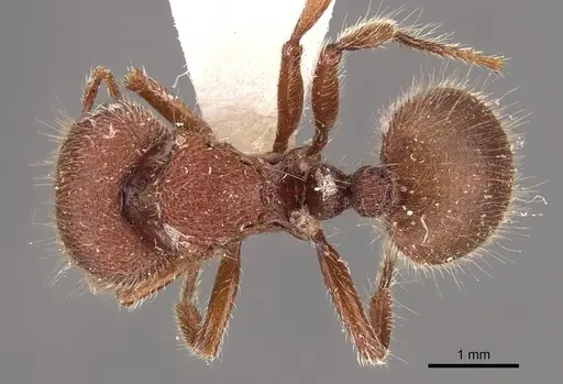 Meranoplus duyfkeni specimen CASENT0908938 image casent0908938_1