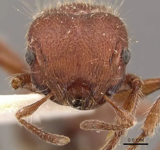 Meranoplus duyfkeni specimen CASENT0908938 image casent0908938_2
