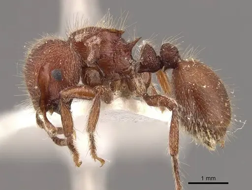 Meranoplus duyfkeni specimen CASENT0908938 image casent0908938_3