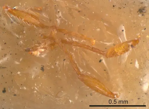 Meranoplus excavatus specimen ANTWEB1008201 image antweb1008201_1