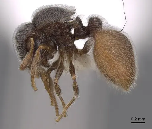 Meranoplus excavatus specimen CASENT0922919 image casent0922919_3