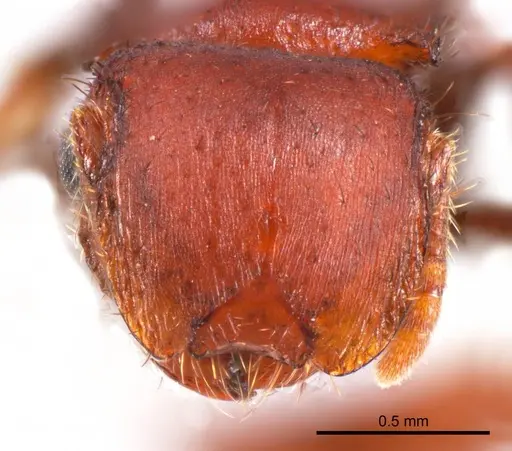 Meranoplus fenestratus specimen ANTWEB1008668 image antweb1008668_2