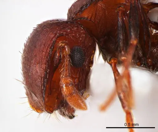 Meranoplus fenestratus specimen ANTWEB1008668 image antweb1008668_3