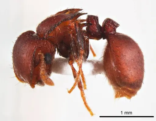 Meranoplus fenestratus specimen ANTWEB1008668 image antweb1008668_4