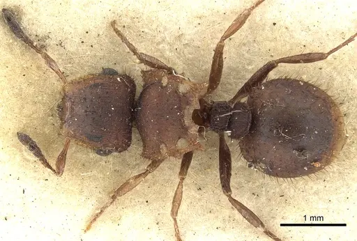 Meranoplus fenestratus specimen CASENT0902050 image casent0902050_1