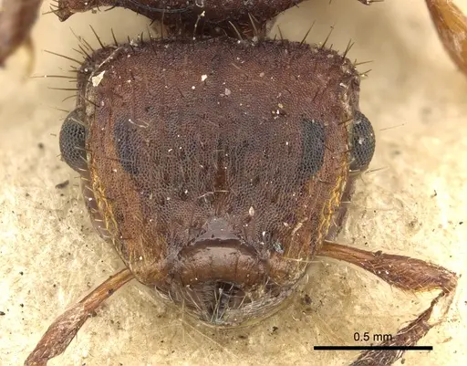 Meranoplus fenestratus specimen CASENT0902050 image casent0902050_2