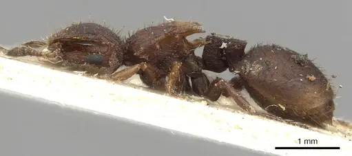 Meranoplus fenestratus specimen CASENT0902050 image casent0902050_3