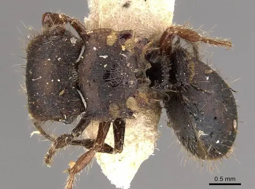 Meranoplus fenestratus specimen CASENT0908946 image casent0908946_1