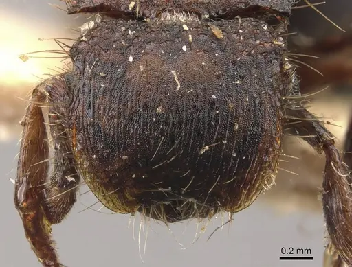 Meranoplus fenestratus specimen CASENT0908946 image casent0908946_2