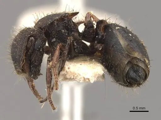 Meranoplus fenestratus specimen CASENT0908946 image casent0908946_3