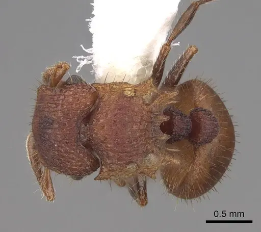Meranoplus fenestratus specimen CASENT0922914 image casent0922914_1