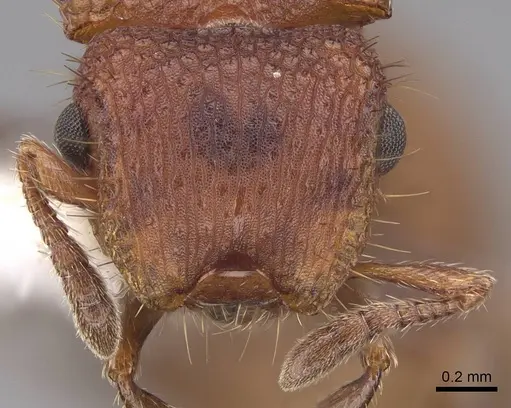 Meranoplus fenestratus specimen CASENT0922914 image casent0922914_2