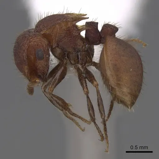 Meranoplus fenestratus specimen CASENT0922914 image casent0922914_3