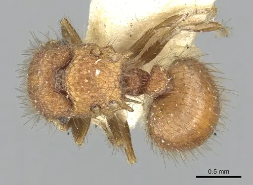 Meranoplus ferrugineus specimen CASENT0902049 image casent0902049_1