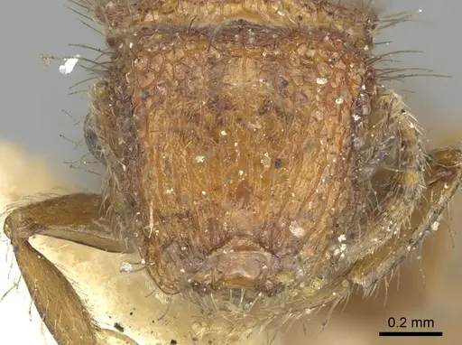 Meranoplus ferrugineus specimen CASENT0902049 image casent0902049_2