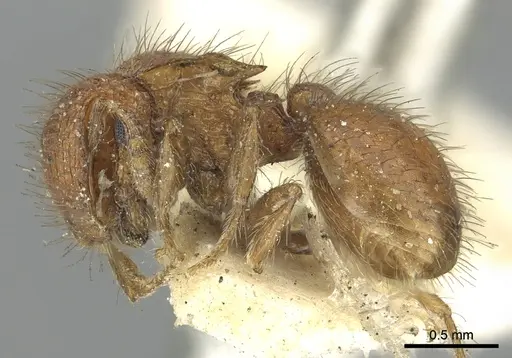 Meranoplus ferrugineus specimen CASENT0902049 image casent0902049_3