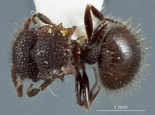 Meranoplus ferrugineus specimen JDM32-003330 image jdm32-003330_1