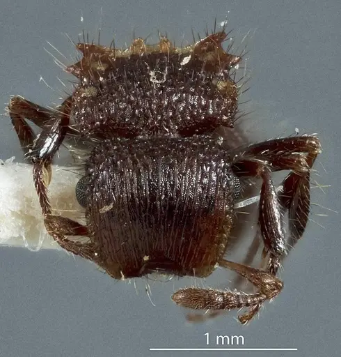 Meranoplus ferrugineus specimen JDM32-003330 image jdm32-003330_2