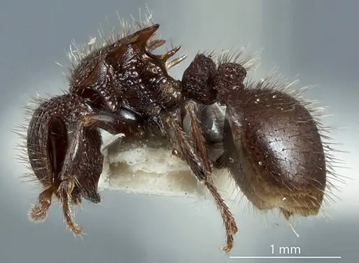 Meranoplus ferrugineus specimen JDM32-003330 image jdm32-003330_3