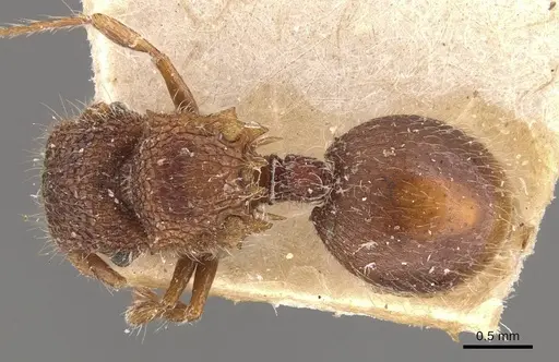 Meranoplus froggatti specimen CASENT0908940 image casent0908940_1