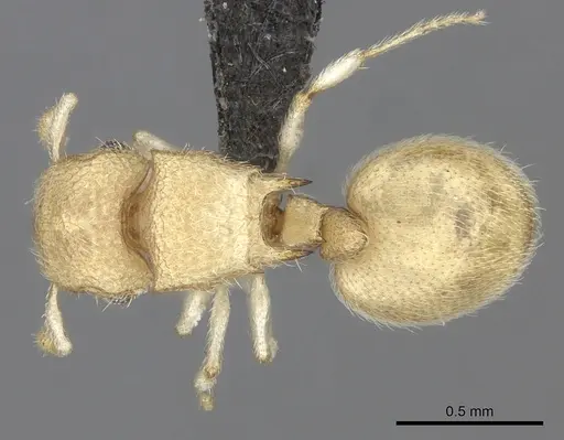 Meranoplus glaber specimen CASENT0235519 image casent0235519_1