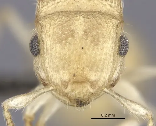 Meranoplus glaber specimen CASENT0235519 image casent0235519_2
