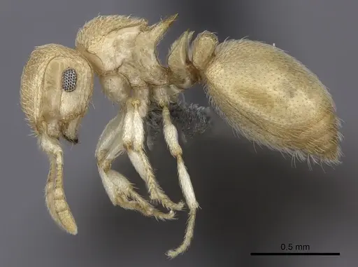Meranoplus glaber specimen CASENT0235519 image casent0235519_3
