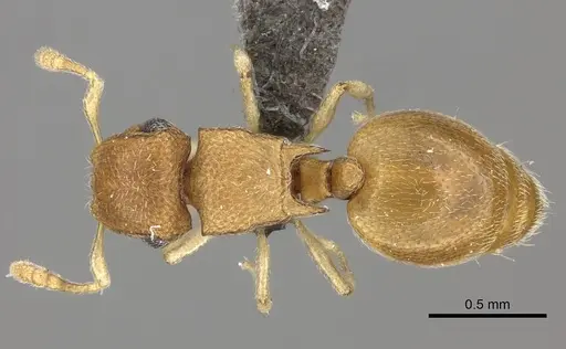 Meranoplus glaber specimen CASENT0235911 image casent0235911_1