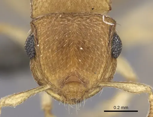 Meranoplus glaber specimen CASENT0235911 image casent0235911_2