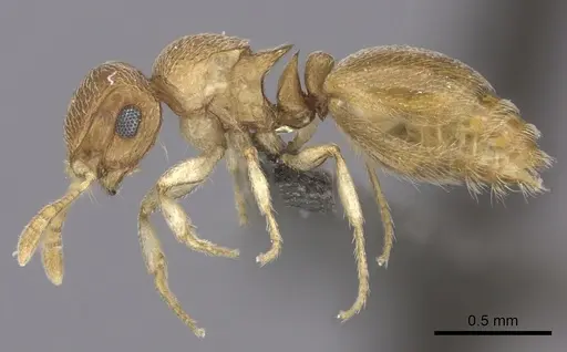Meranoplus glaber specimen CASENT0235911 image casent0235911_3