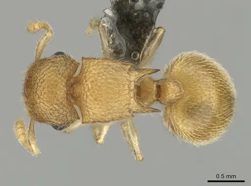 Meranoplus glaber specimen CASENT0252646 image casent0252646_1