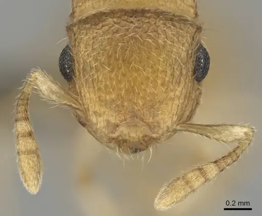 Meranoplus glaber specimen CASENT0252646 image casent0252646_3