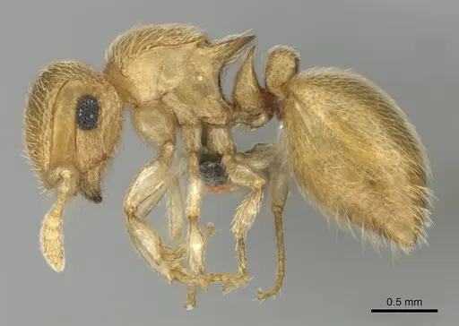 Meranoplus glaber specimen CASENT0252646 image casent0252646_4