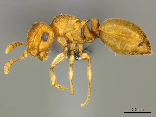 Meranoplus glaber specimen CASENT0812039 image casent0812039_1