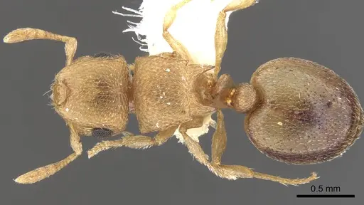Meranoplus glaber specimen CASENT0902021 image casent0902021_1