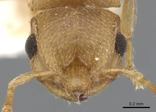 Meranoplus glaber specimen CASENT0902021 image casent0902021_2