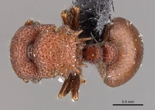 Meranoplus hilli specimen CASENT0908927 image casent0908927_1