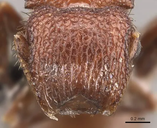 Meranoplus hilli specimen CASENT0908927 image casent0908927_2