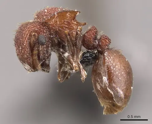 Meranoplus hilli specimen CASENT0908927 image casent0908927_3