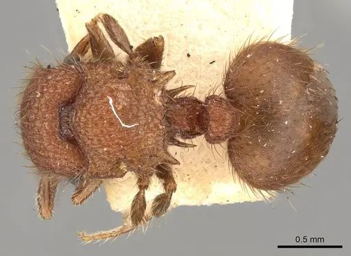 Meranoplus hilli specimen CASENT0914056 image casent0914056_1