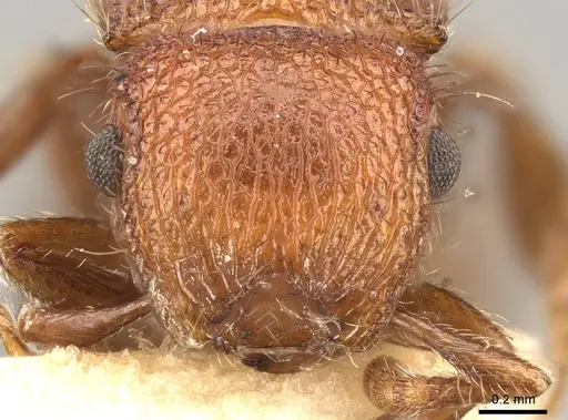 Meranoplus hilli specimen CASENT0914056 image casent0914056_2