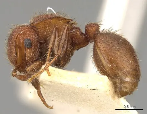 Meranoplus hilli specimen CASENT0914056 image casent0914056_3