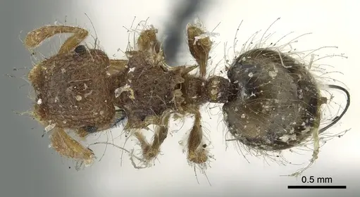 Meranoplus hirsutus specimen CASENT0902051 image casent0902051_1