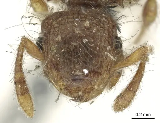 Meranoplus hirsutus specimen CASENT0902051 image casent0902051_2