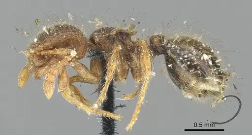 Meranoplus hirsutus specimen CASENT0902051 image casent0902051_3
