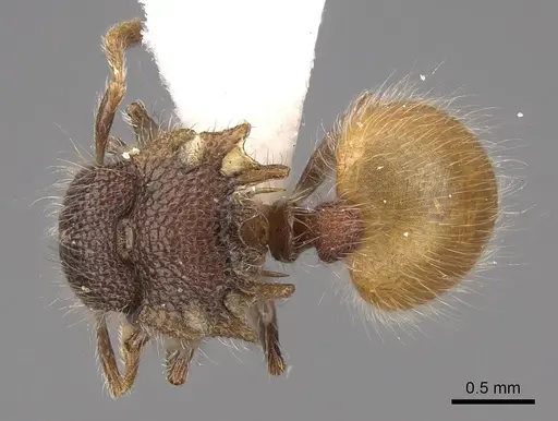 Meranoplus hirsutus specimen CASENT0922909 image casent0922909_1