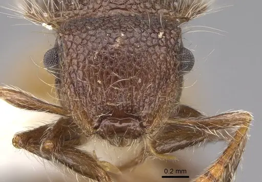 Meranoplus hirsutus specimen CASENT0922909 image casent0922909_2