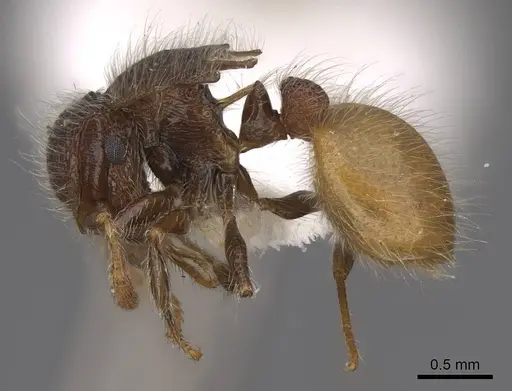 Meranoplus hirsutus specimen CASENT0922909 image casent0922909_3